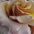 Rose-blanche - Rosiers floribunda - Bright as a Button